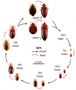 bedbug lifecycle